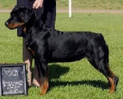 Dogs/DRO005.jpg