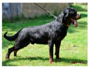 Dogs/DRO006.jpg