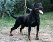 Dogs/DRO007.jpg