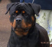 Dogs/DRO008.jpg