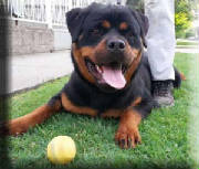Dogs/DRO010.jpg