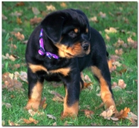 Dogs/DRO001.jpg