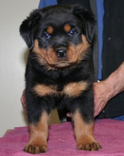 Dogs/DRO002.jpg