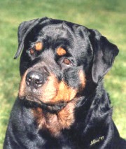 Dogs/DRO003.jpg