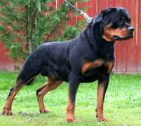 Dogs/DRO004.jpg