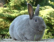 Rabbit/RRX001.jpg