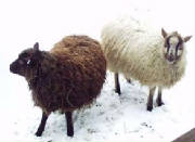 Sheep/SSH003.jpg