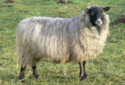 Sheep/SSH002.jpg